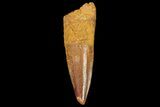 Juvenile Spinosaurus Tooth - Real Dinosaur Tooth #80120-1